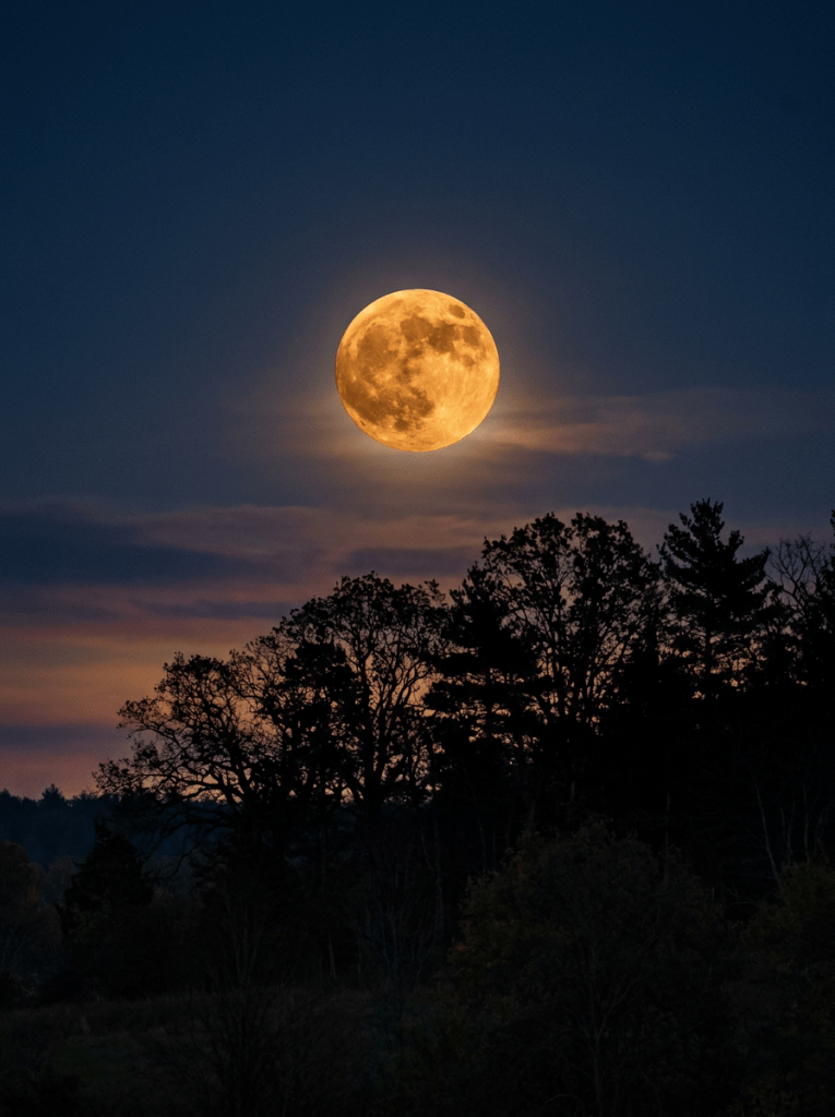Full orange moon glowing above tree silhouettes at twilight